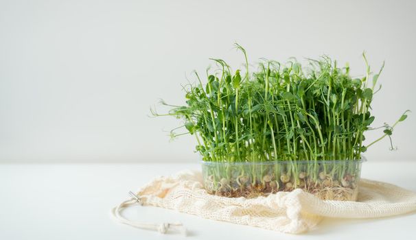 Vegetable pea sprouts, microgreens on white background, vegan health superfood