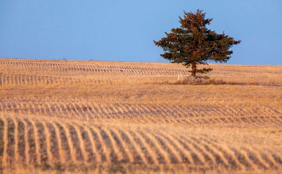 Lone Tree Saskatchewan Prairie Stubble crop rows