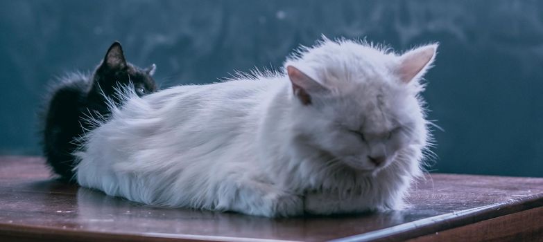 BANNER photo white fluffy long hair cat lie sleeping close eyes. Black kitten hide background. Animals care, friendship, relationship problems, sad calm mood rest time home sweetness kindness evening.