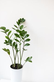 Gardening concept. Vertical photo of a houseplant Zamiokulkas growing in a white pot, space for text