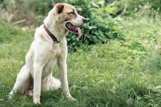 Friendly  Central Asian Shepherd dog profile portrait in the light green shining grass background