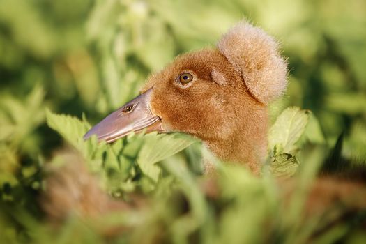 A young cheerful duckling with tuft, hiding in the green grass.