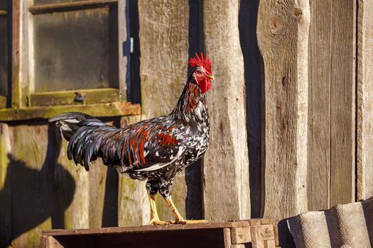 A beautiful rooster in the village next to an old hut.