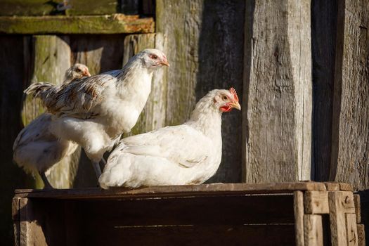 Three white hens on a wooden box, in the background of old boards of hen house