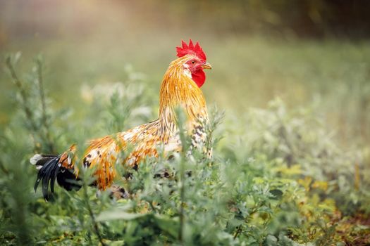 A Rooster on field. Beautiful chicken in the nature garden of Lithuania. Concept like a boss. The winner. Year of rooster.