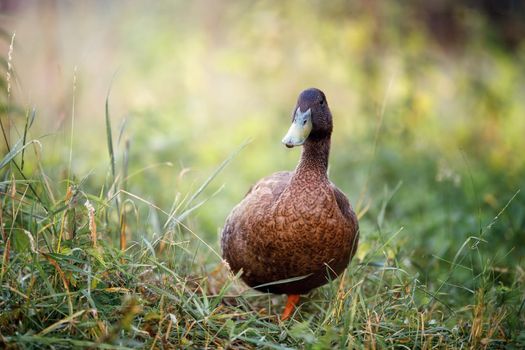 A chocolate colored duck in tall grass comes towards the camera. Beautiful blurred natural green background.