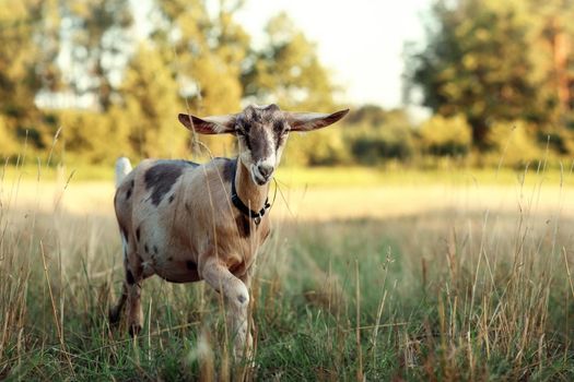 Brown spotted goat walks in the meadow on a sunny summer evening.