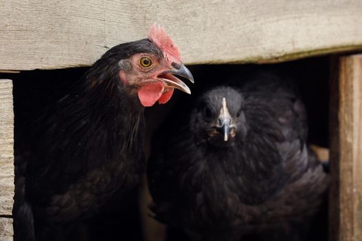 Two black hens come out of the henhouse. Wooden board frame, can be adapted for note.