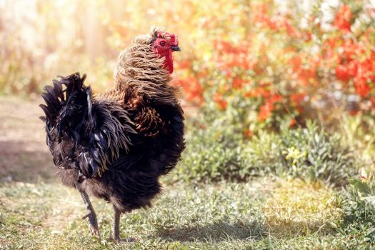 Arrogant cock from behind shows off its tail, in a blurred sunlight background of red and yellow flowers.