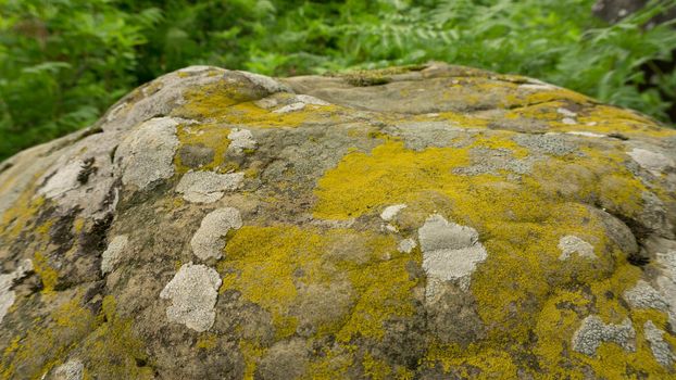 Moss-covered cobblestone in the green forest. Sochi, Lazarevskoe, Berendeevo Tsarstvo, Russia