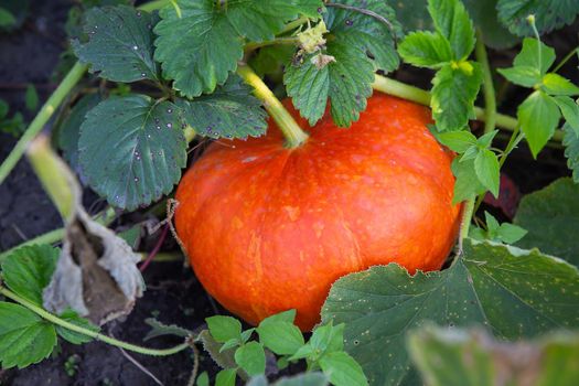 Plantation of bright orange pumpkin in the vegetable garden. Harvesting in the fall