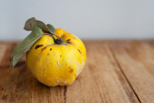 Imperfect apple quince on a wooden table. Yellow moldy quince apple with rot spots