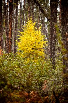 Autumn Northern Saskatchewan wilderness prestine rural scenic