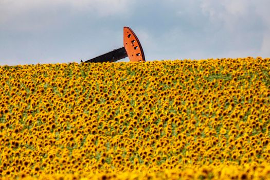 Sunflowers and Pumpjack in Prairie Saskatchewan Canada