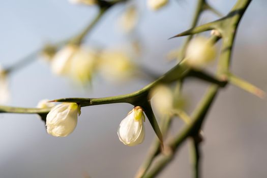 Tree blooming spinescent branch closeup. Early spring flower on blurred background