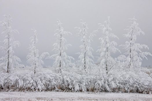 Winter Frost Saskatchewan Canada ice storm danger