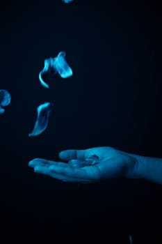 hand on a black background catches falling tulip petals