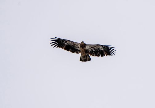 Bald Eagle Saskatchewan in Winter Northern Migration Flying