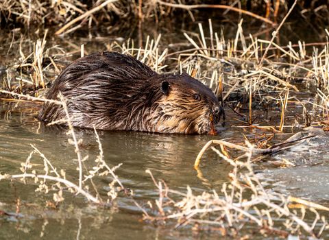 Beaver in Spring Canada Saskatchewan busy working