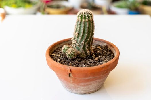 Cactus with unusual shape in a clay pot