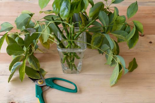 schefflera water propagation in a transparent vase