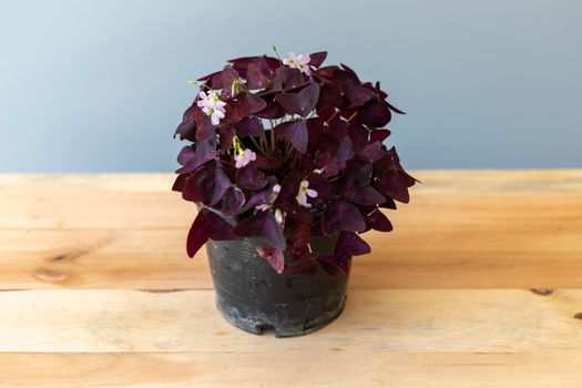 Purple shamrocks plant in a plastic nursery pot