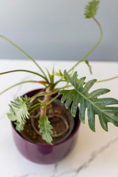 Xanadu fresh ornamental plant closeup view