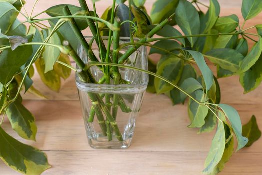 schefflera water propagation from cuttings