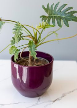 Beautiful xanadu plant in a pot