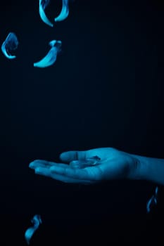 hand on a black background catches falling tulip petals