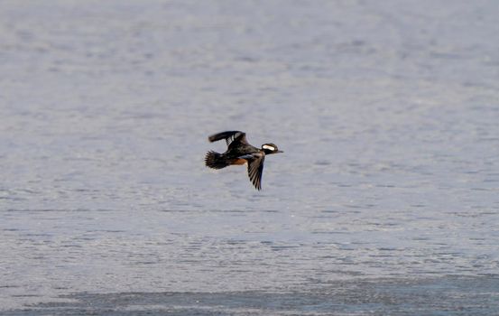 Hooded Merganser Ducks in Northern Saskatchewan Canada