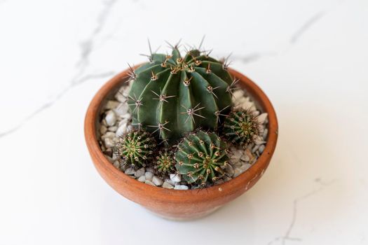 Cactus with pups in a clay pot