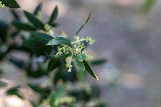 Flowering branch of an olive tree with selective focus and blur background