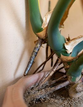 Swiss Cheese plant aerial roots closeup