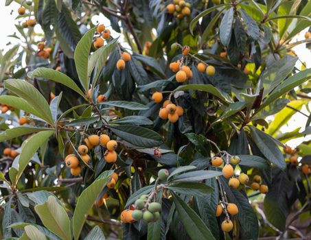 Fresh Loquat fruit in the tree