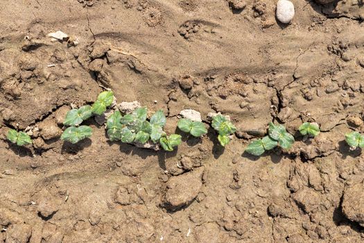 Ladyfinger plants germinated in the field