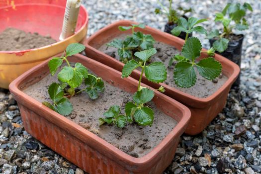 Strawberry plants growing in the pots