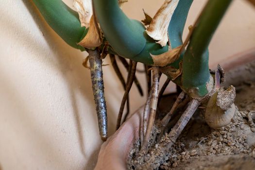 Monstera deliciosa plant aerial roots