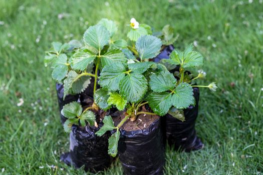 Strawberry saplings in a polythene bags