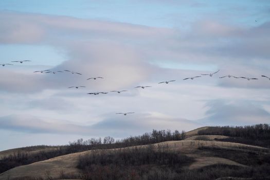 American Pelican Saskatchewan in Flight Rural Prairie