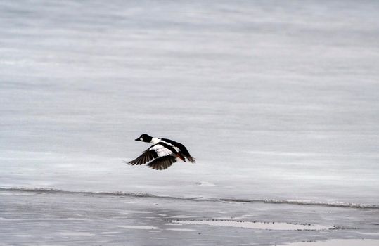 Hooded Merganser Ducks in Northern Saskatchewan Canada