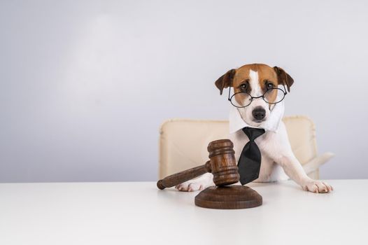 A jack russell terrier dog in a tie sits behind on a chair with a judge's gavel on the table
