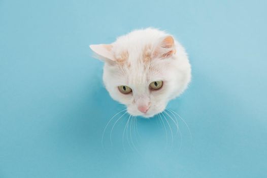 The muzzle of a white fluffy cat peeking out of a hole in a blue background. Copy space
