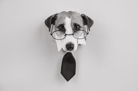 Jack Russell Terrier dog with glasses and a tie sticks out of a hole in the background.Black and white