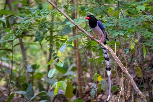 Image of Red billed Blue Magpie Bird on a tree branch on nature background. Animals.