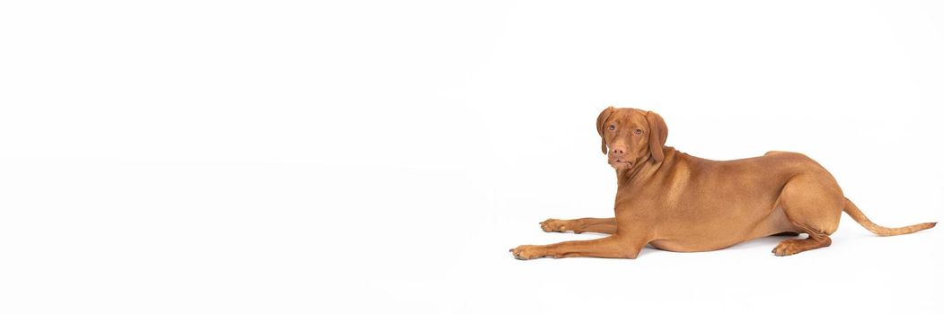 Panoramic view. Female dog lies isolated from white background. The Hungarian Shorthaired Pointer is a breed used in hunting.