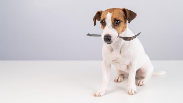 Portrait of a dog Jack Russell Terrier holding a fork in his mouth on a white background. Copy space