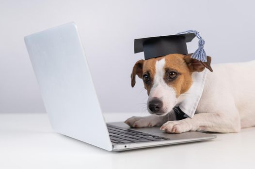 Jack Russell Terrier dog dressed in a tie and an academic cap works at a laptop on a white background