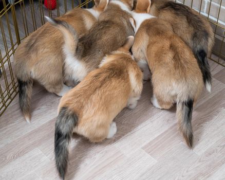 Corgi puppies crowded around the aviary