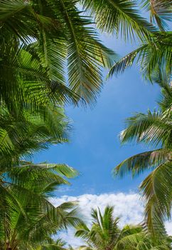 Green bright sunny tropical foliage